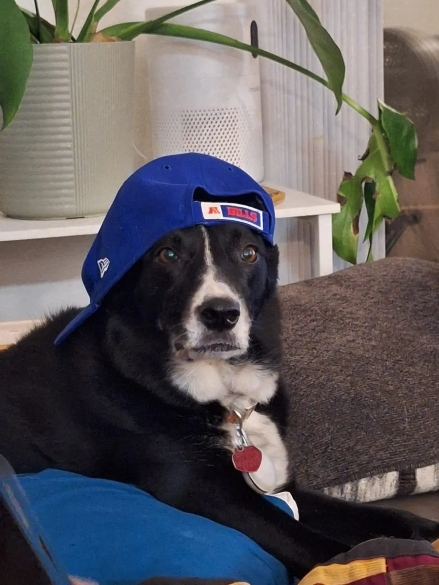 Abbie, a member of the pet family