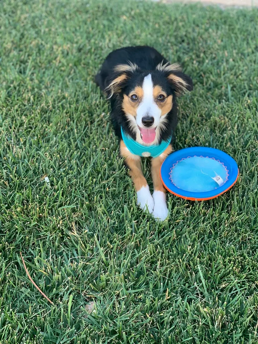 Abby, a member of the pet family