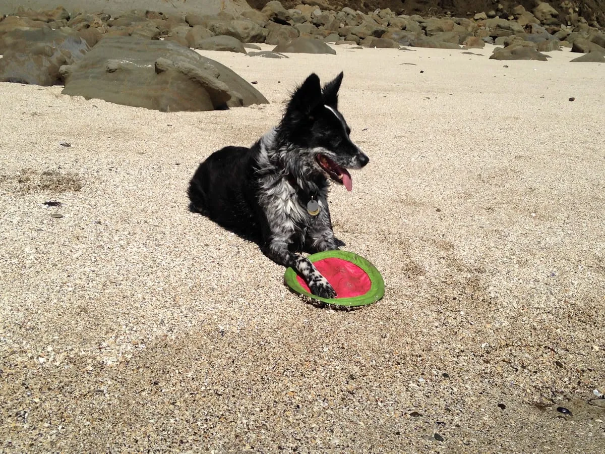 Bella Cox-Kroosz, a member of the pet family