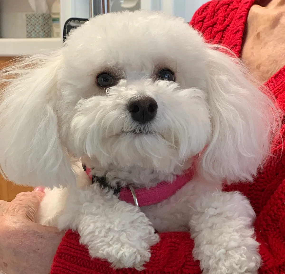 Bijou, a member of the pet family