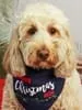 Biscuit, a member of the pet family