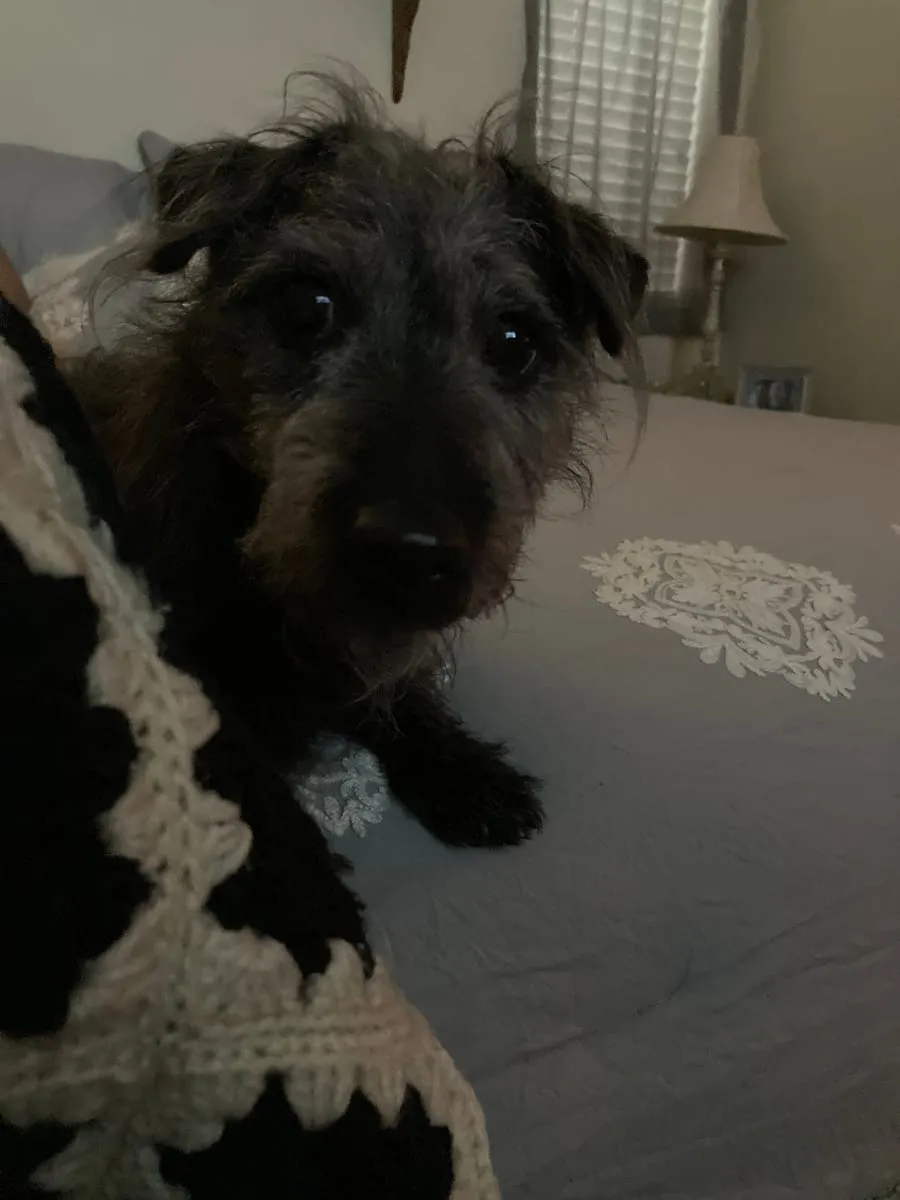 Bleeker, a member of the pet family