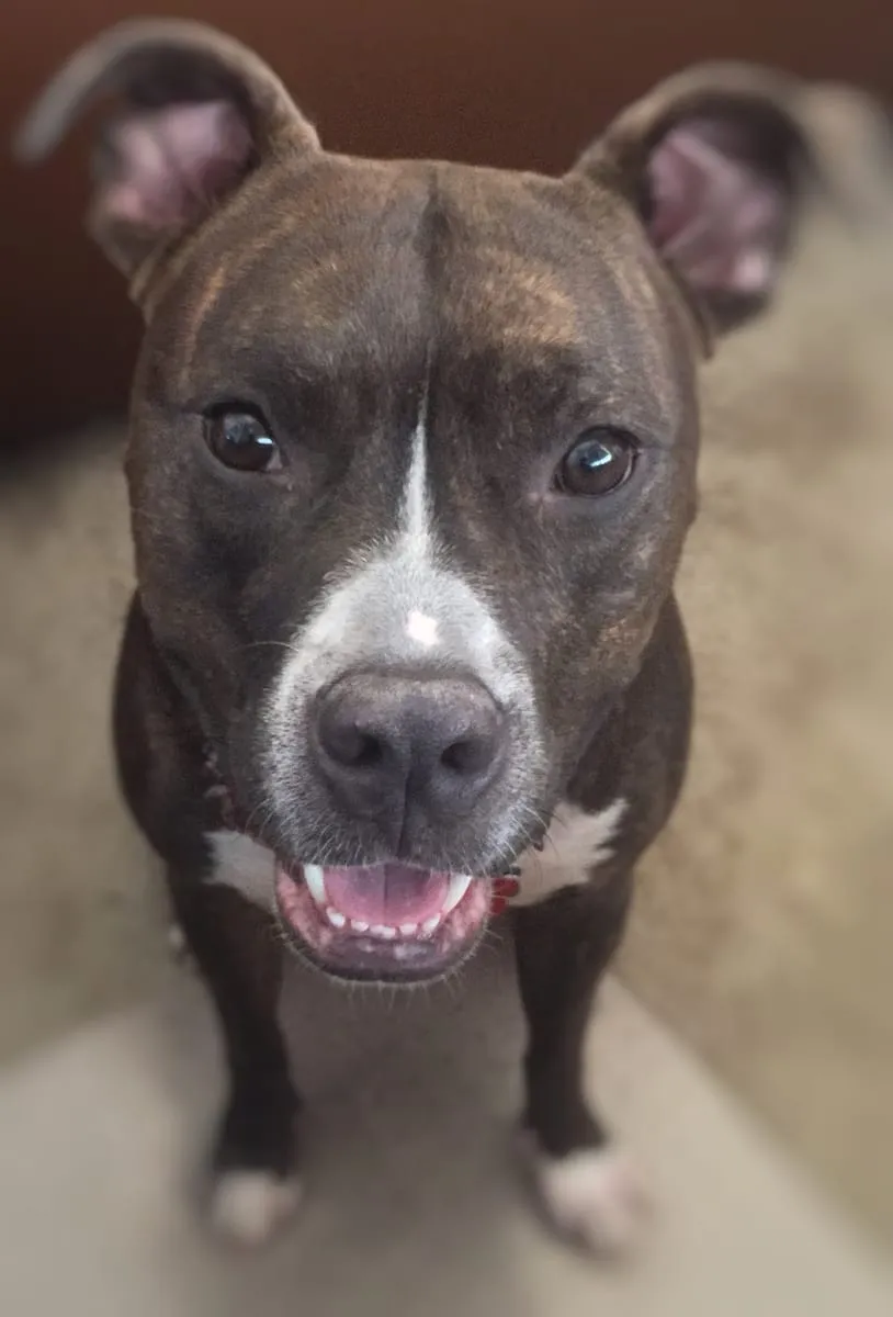 Bo-vice, a member of the pet family