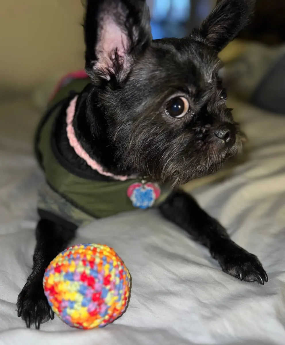 Brooklyn, a member of the pet family