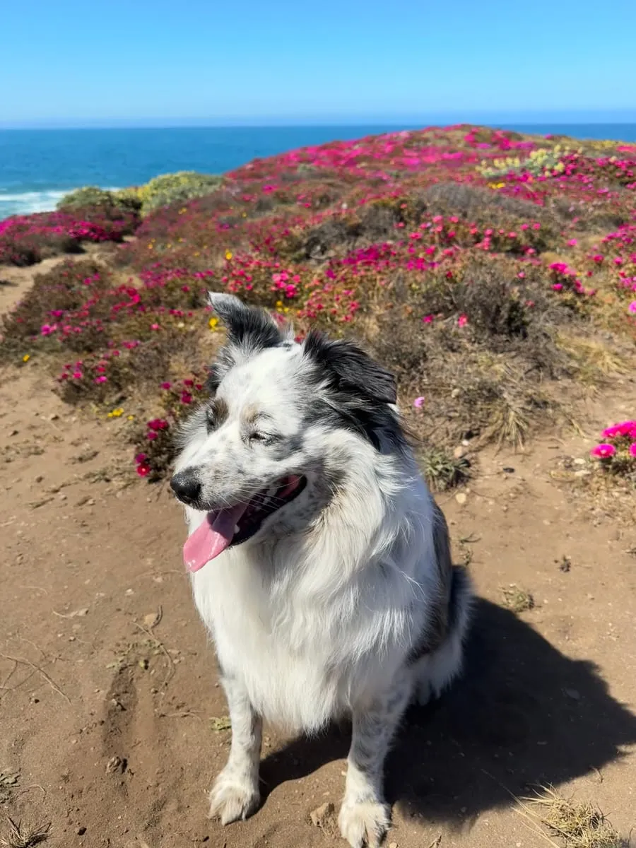 Cal, a member of the pet family