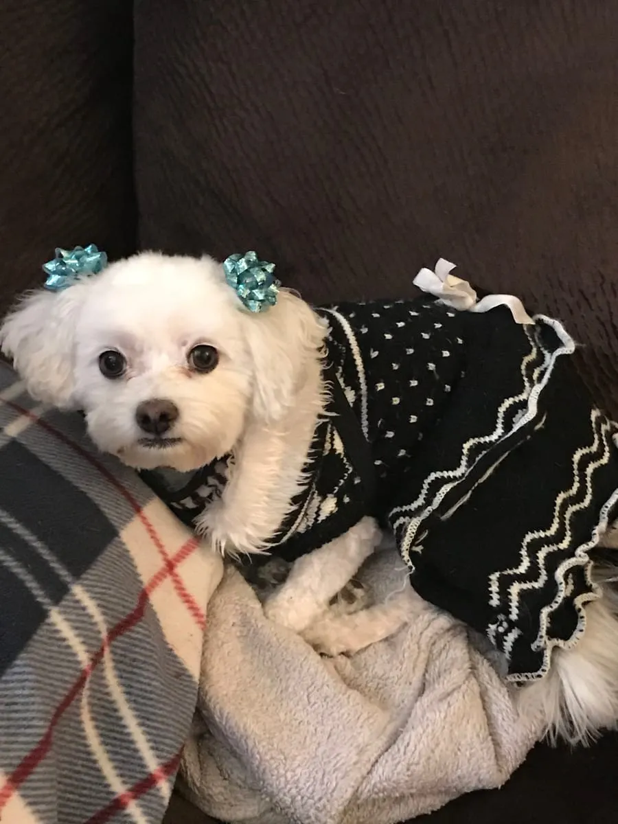 Chelsea, a member of the pet family