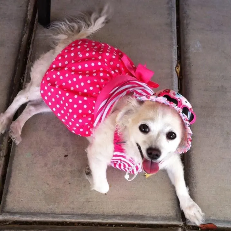 Chloe, a member of the pet family