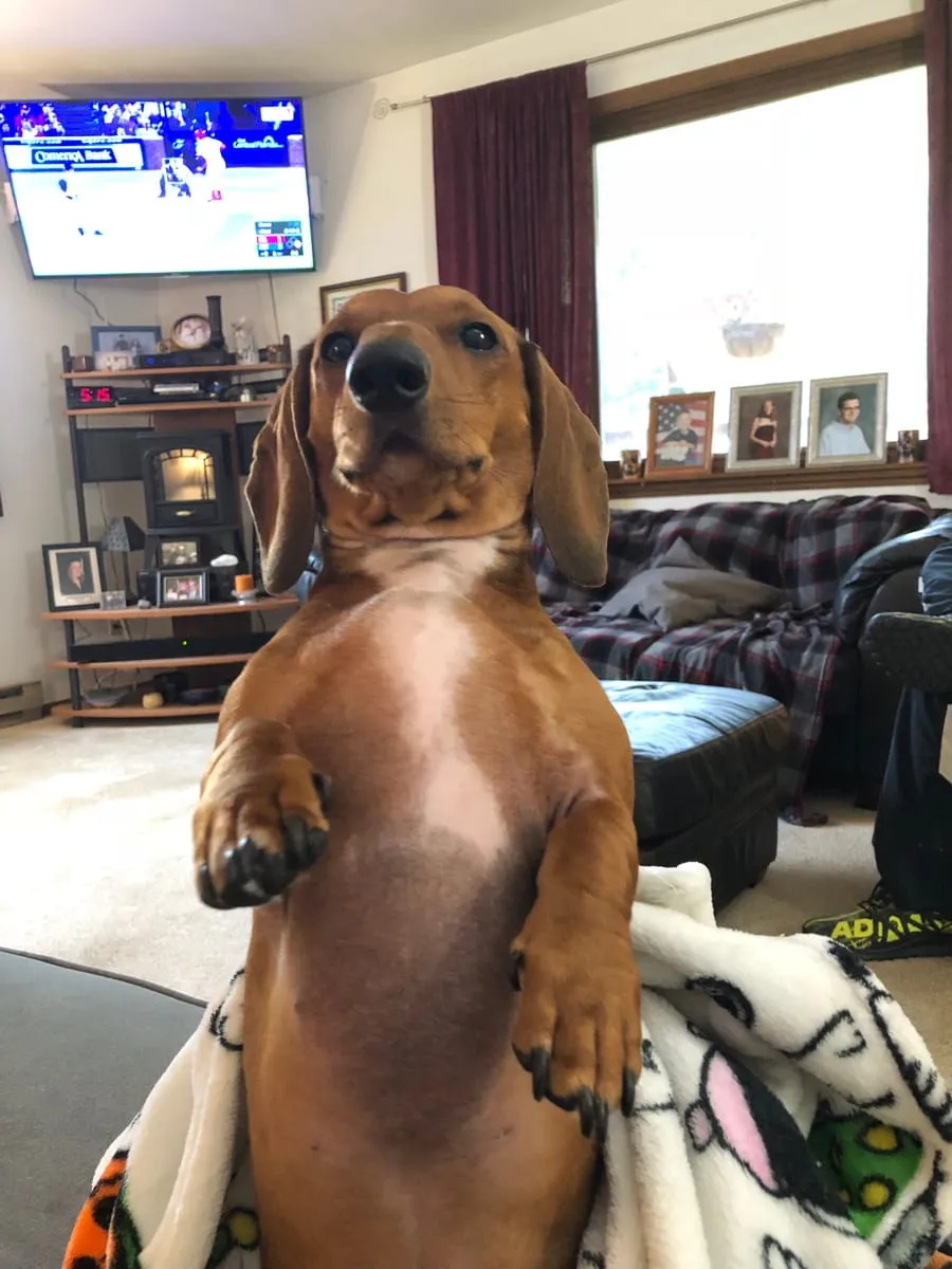 Copper, a member of the pet family