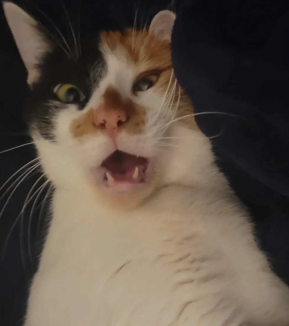 Crunchy, a member of the pet family
