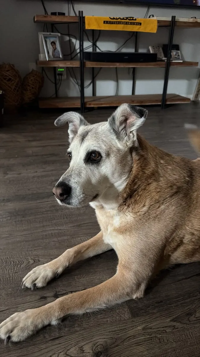 Dylaihla, a member of the pet family