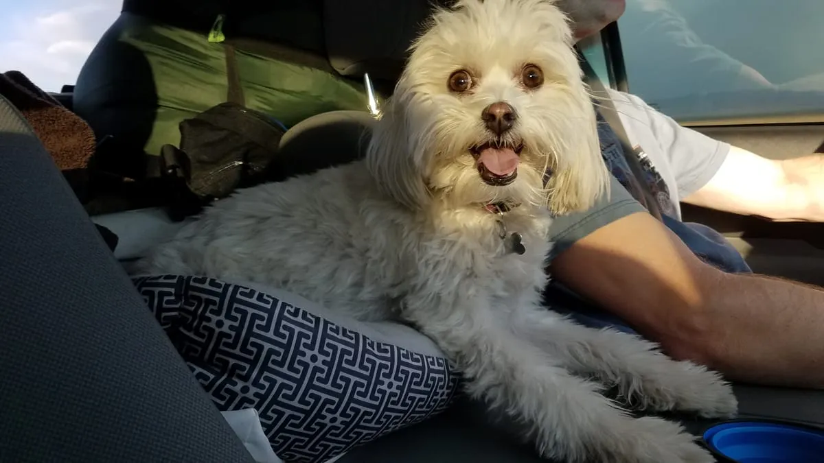 Elly, a member of the pet family