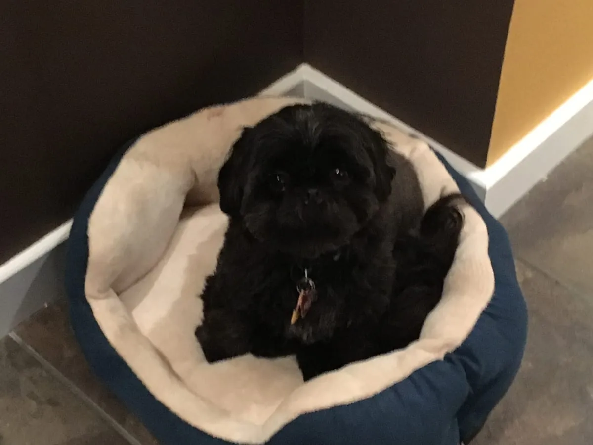 Felix, a member of the pet family