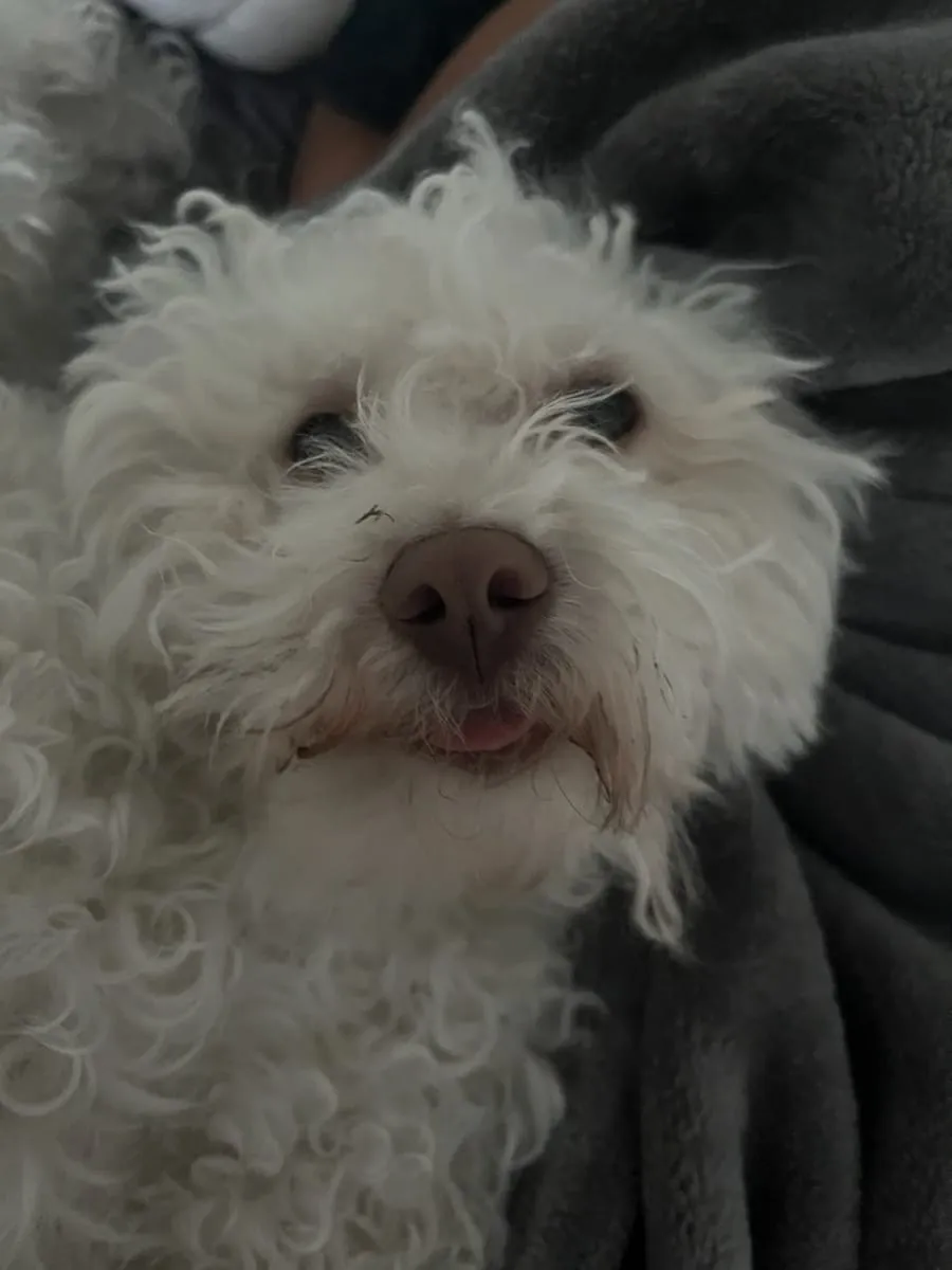 George, a member of the pet family