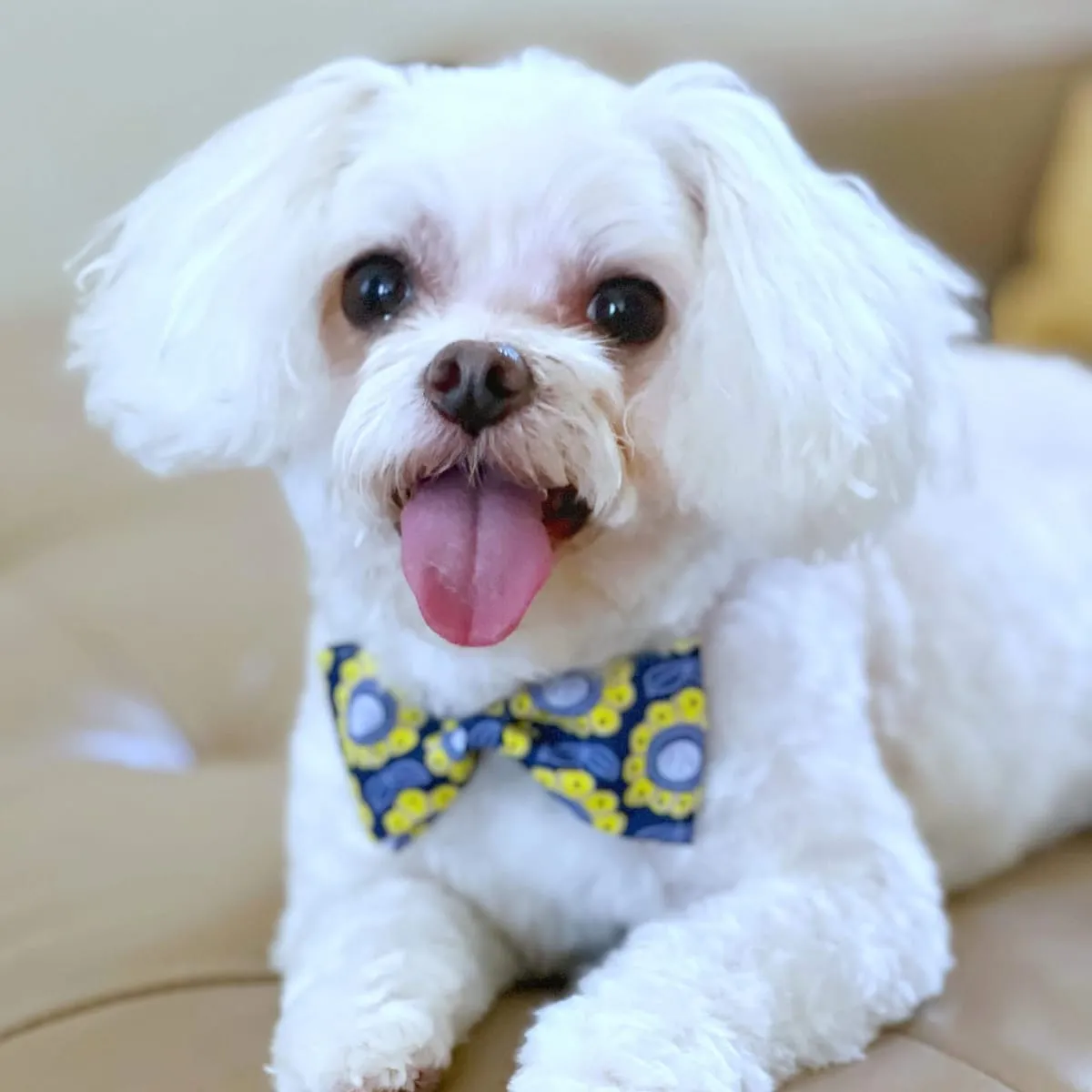 Gigi, a member of the pet family