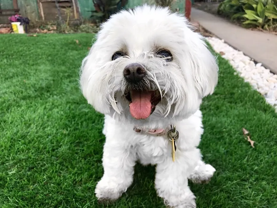 Harley, a member of the pet family