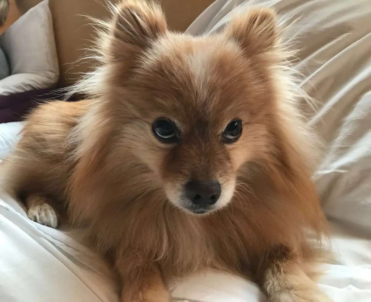 Henry, a member of the pet family