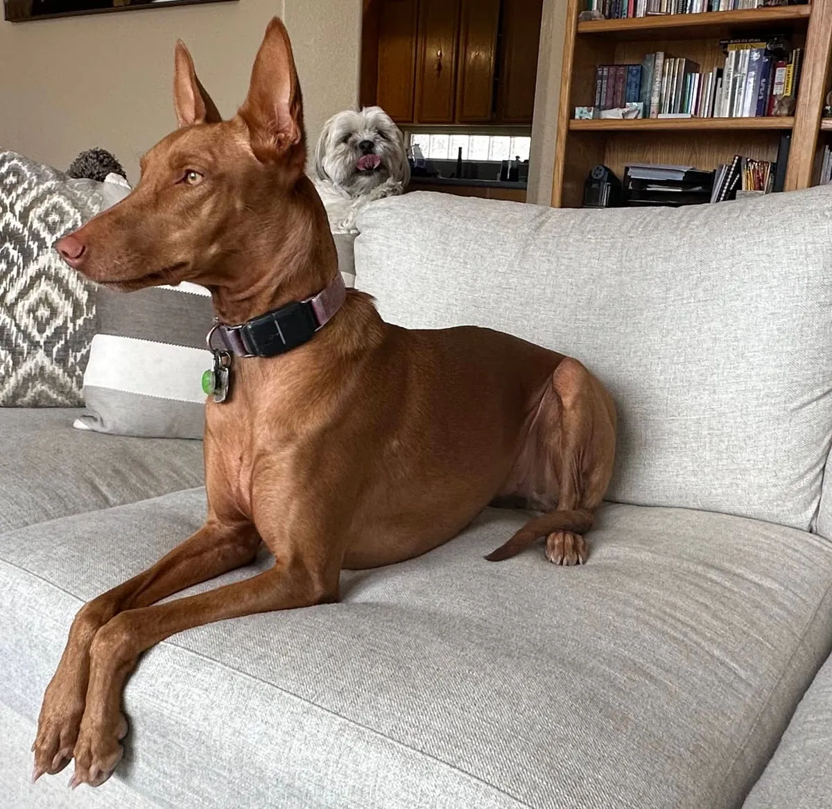 Jade, a member of the pet family