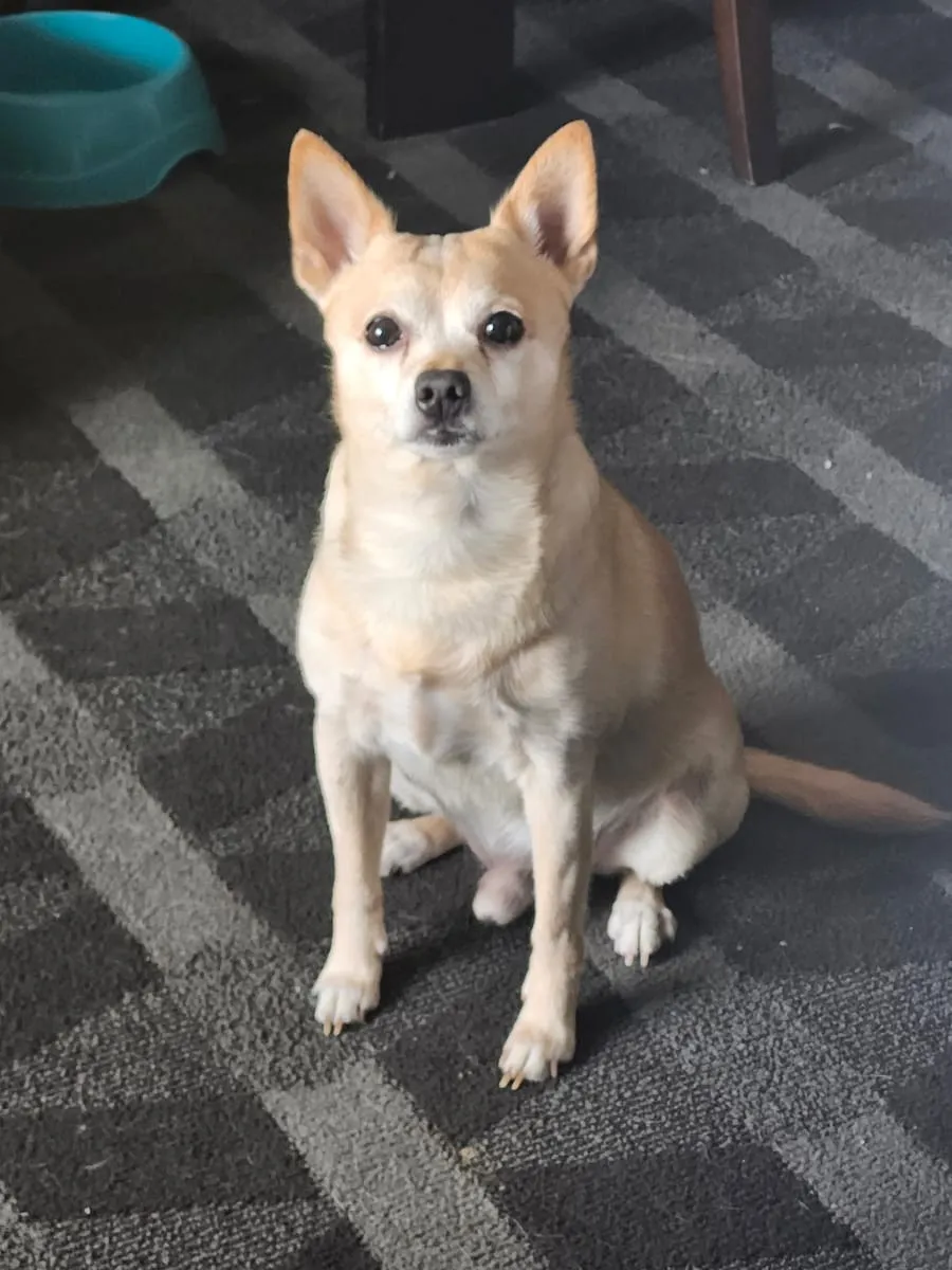 Jax, a member of the pet family