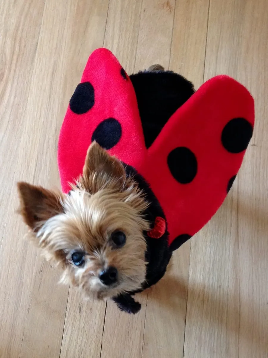 Keiki, a member of the pet family