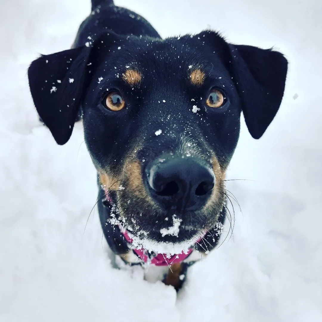 Lolo, a member of the pet family