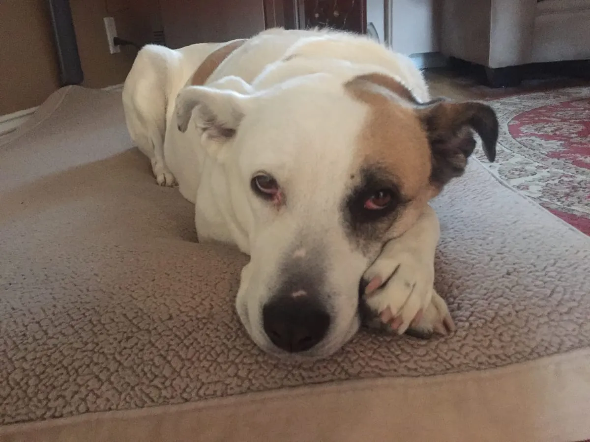 Maggie Mae, a member of the pet family