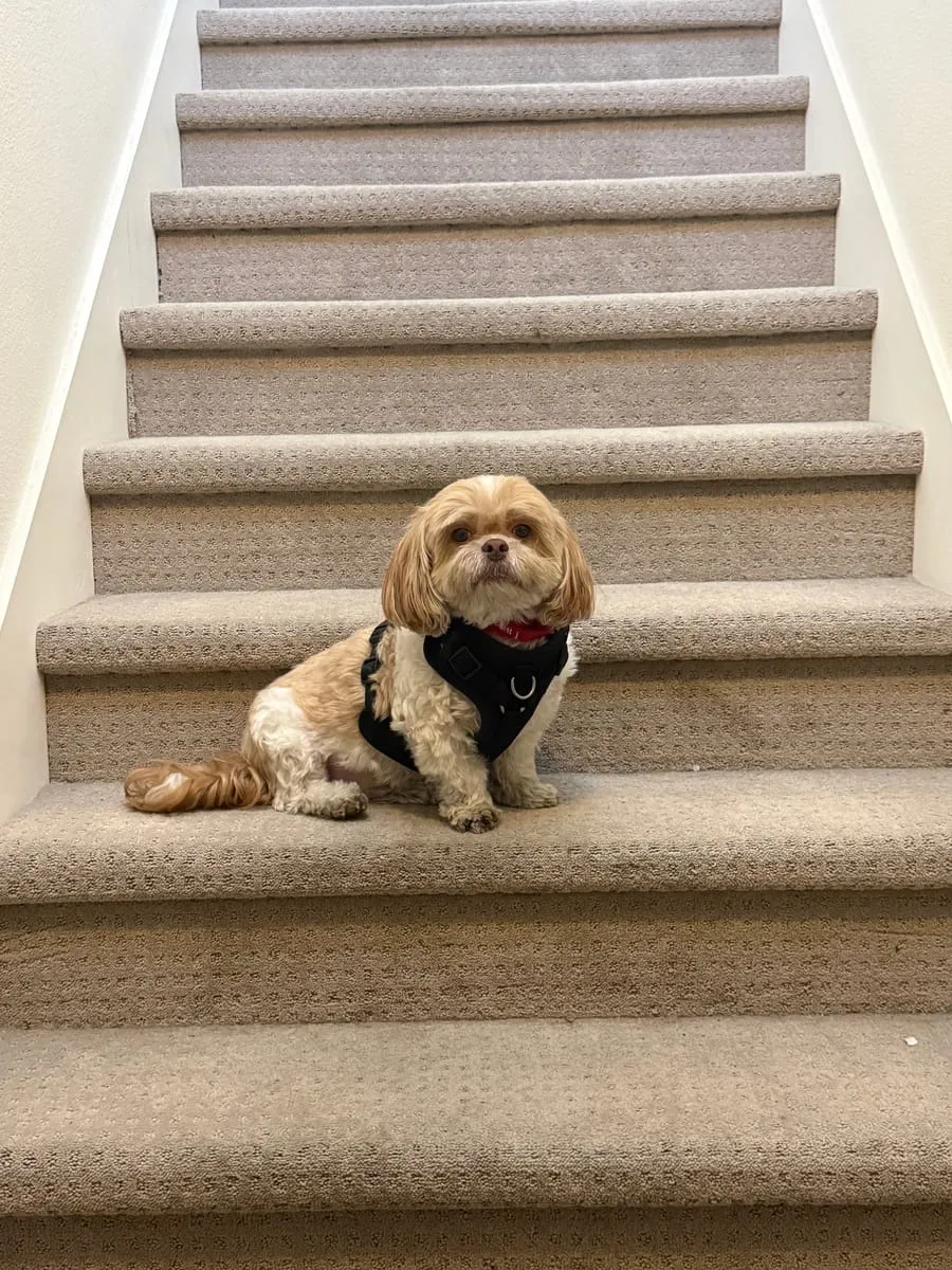 Miguel, a member of the pet family
