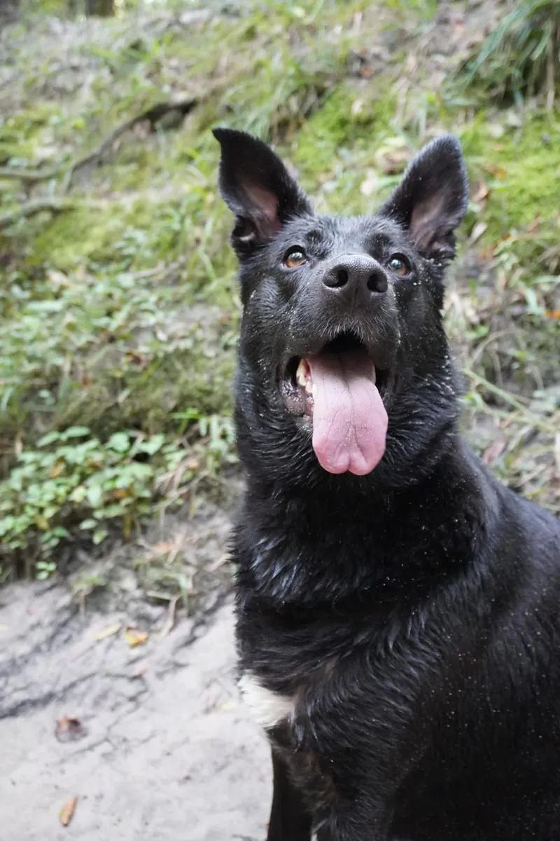 Milly, a member of the pet family