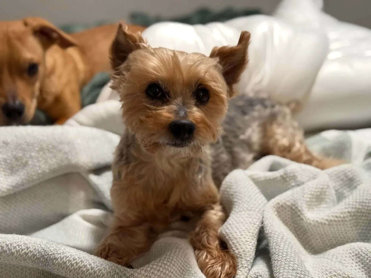 Milo, a member of the pet family