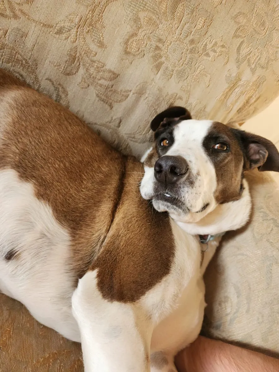 Mocha, a member of the pet family