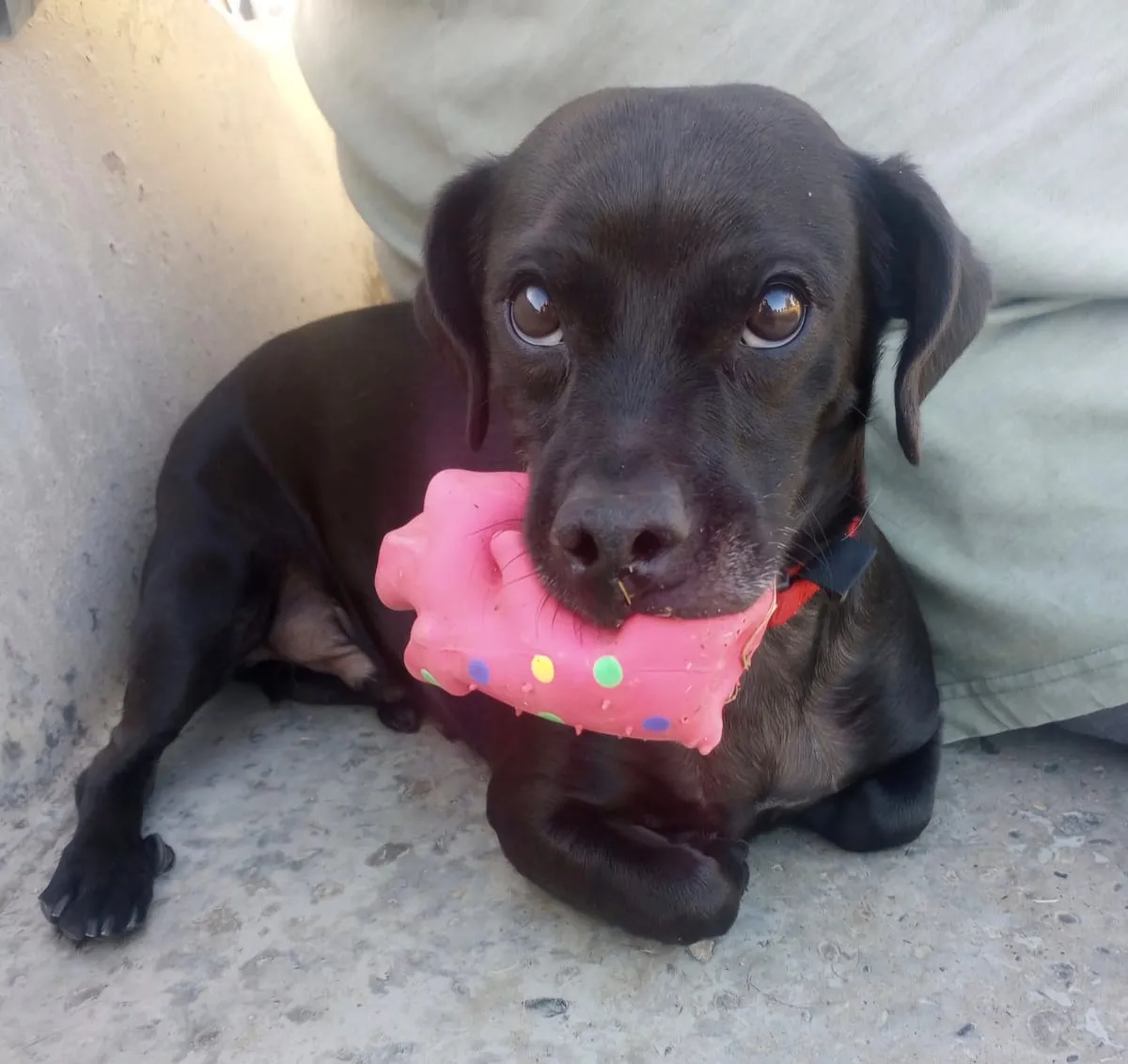 Mozart, a member of the pet family