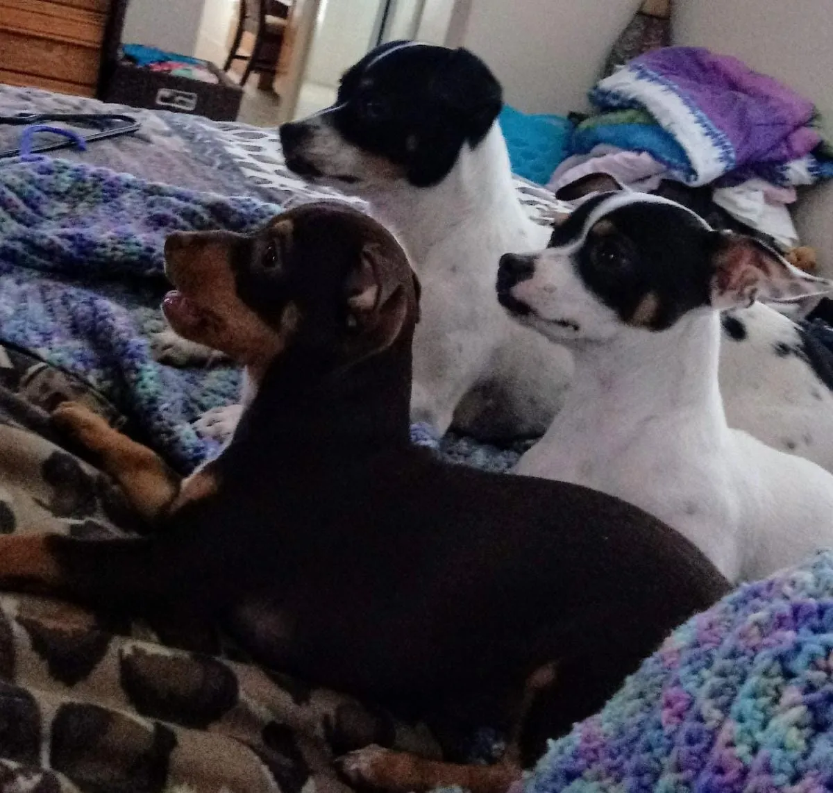 Oreo, Bruno, & CoCo, a member of the pet family