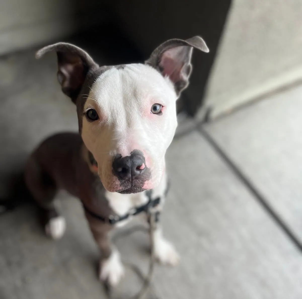 Parlay, a member of the pet family