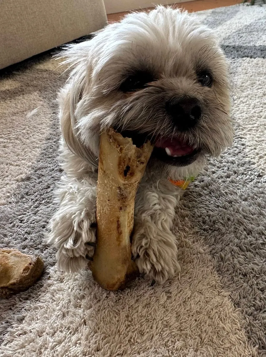 Peanut Butter, a member of the pet family