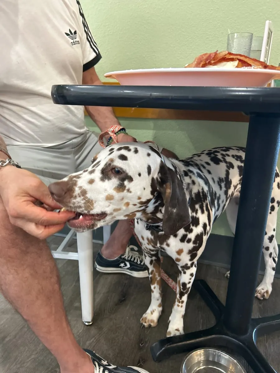 Penelope, a member of the pet family