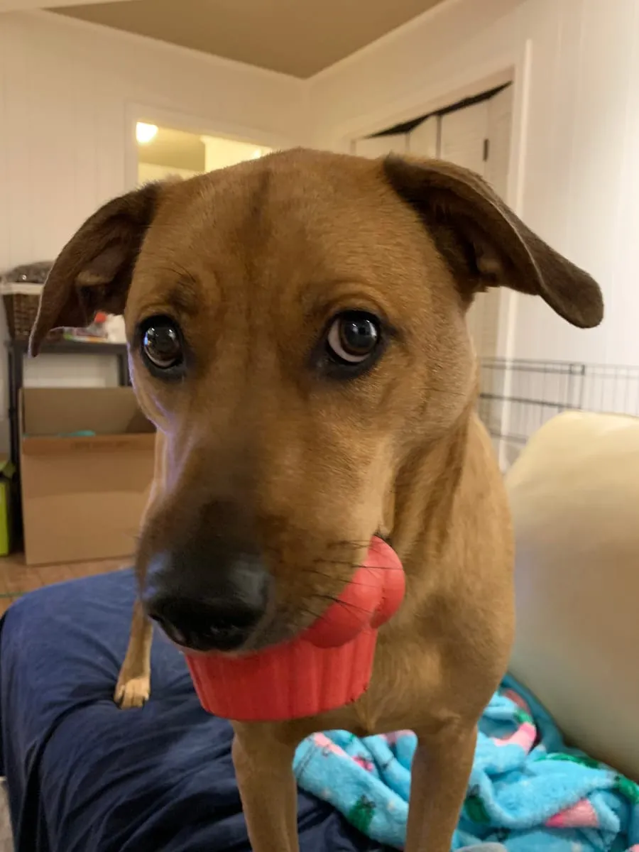 Penelope, a member of the pet family