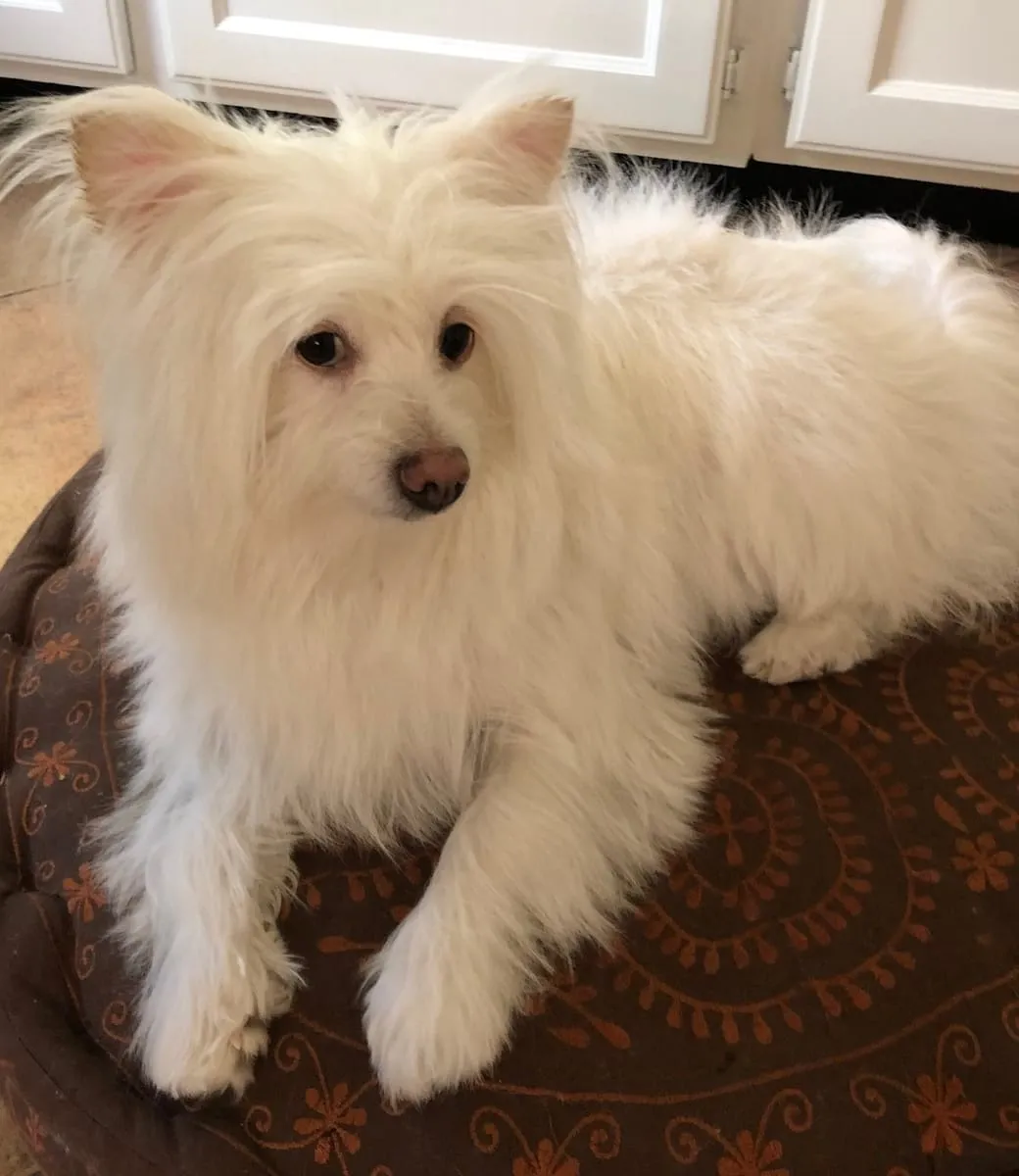 Pixie, a member of the pet family