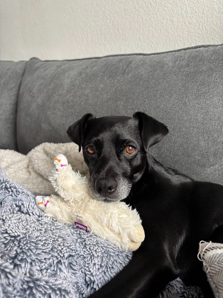 Ray, a member of the pet family