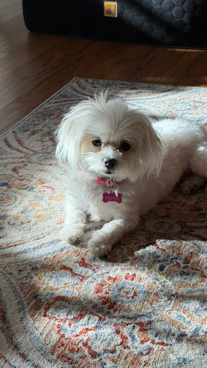 Reena, a member of the pet family