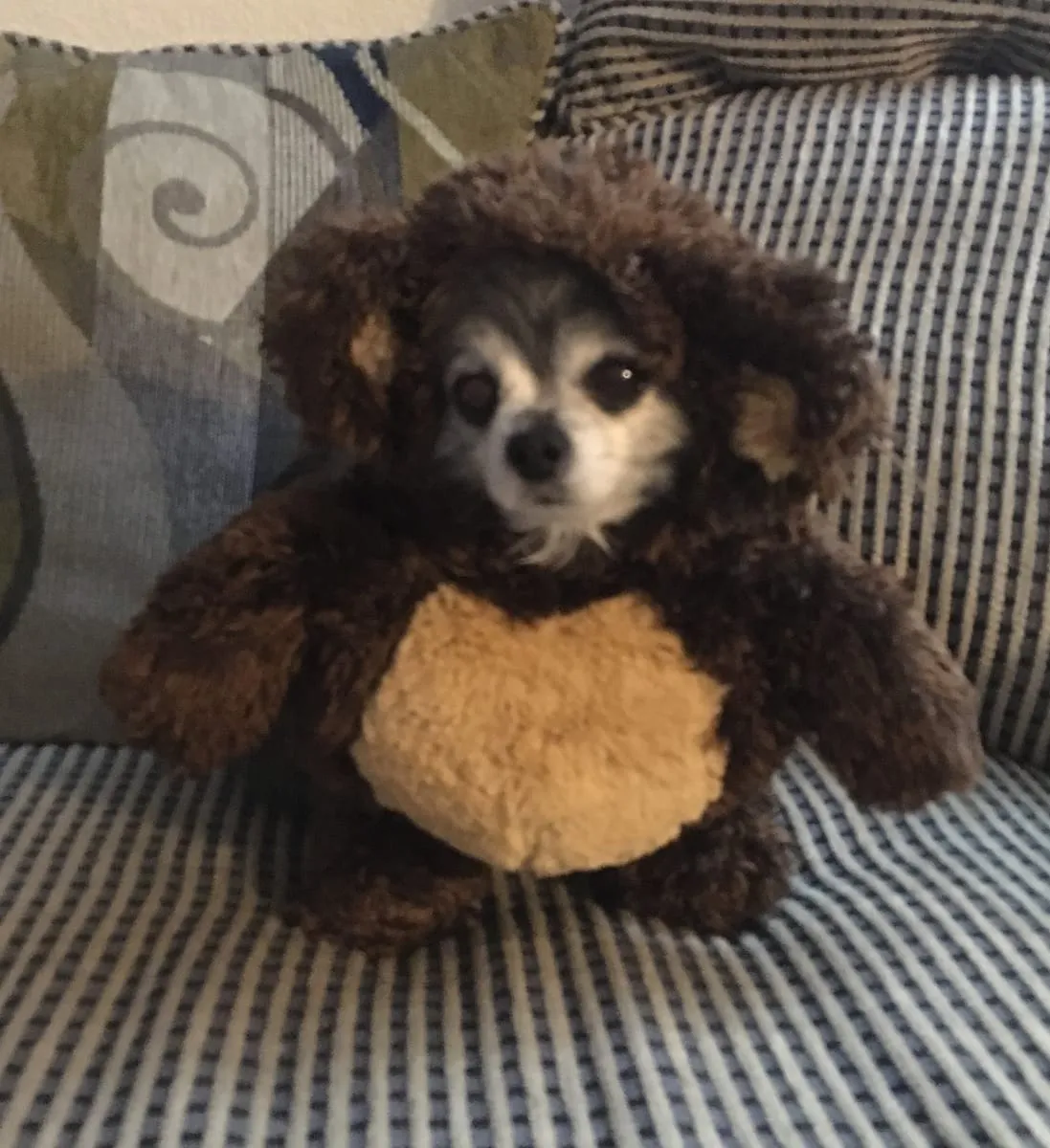 Reyna, a member of the pet family