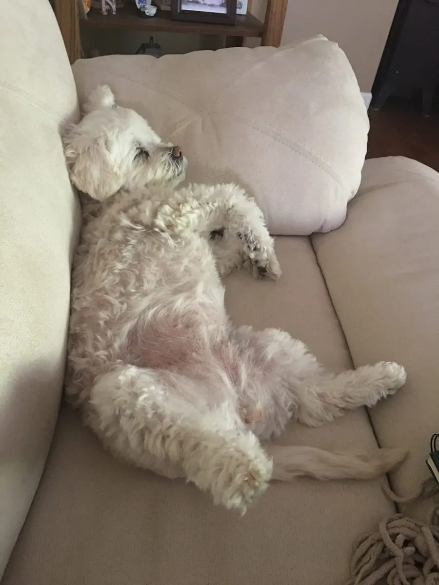 Riley, a member of the pet family