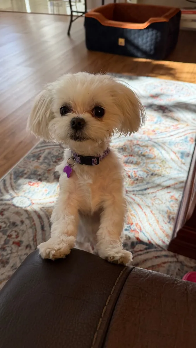 Roguee, a member of the pet family