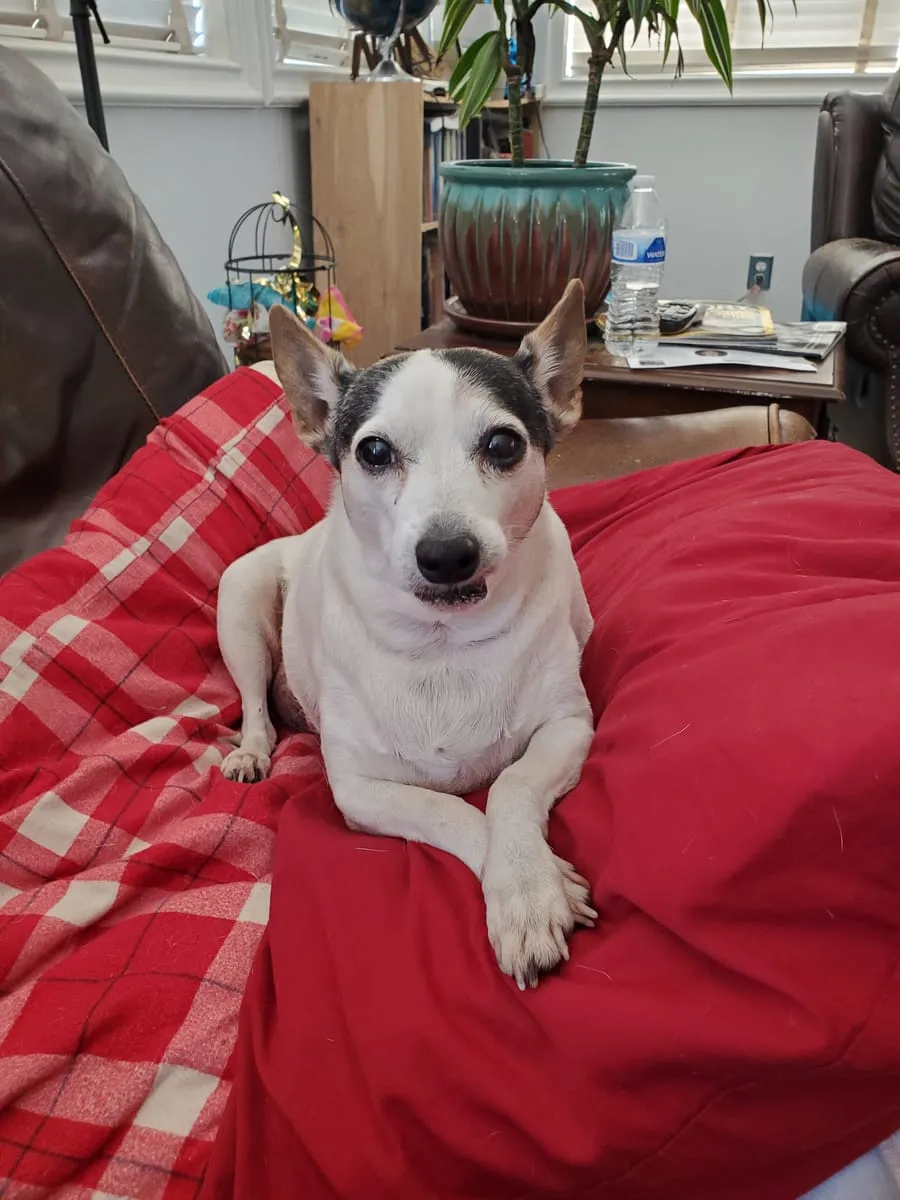 Roxy, a member of the pet family