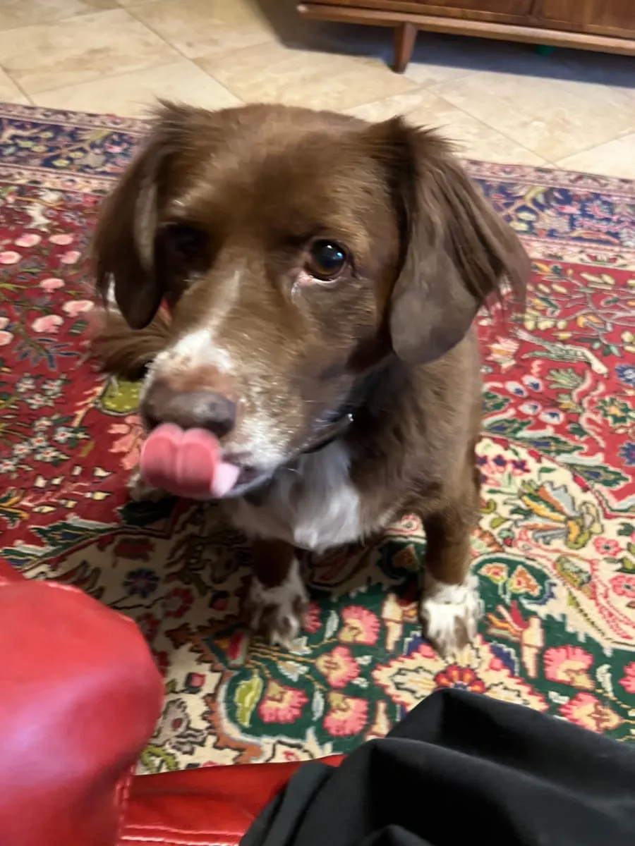 Rusty, a member of the pet family