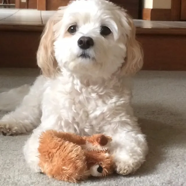 Sammie, a member of the pet family