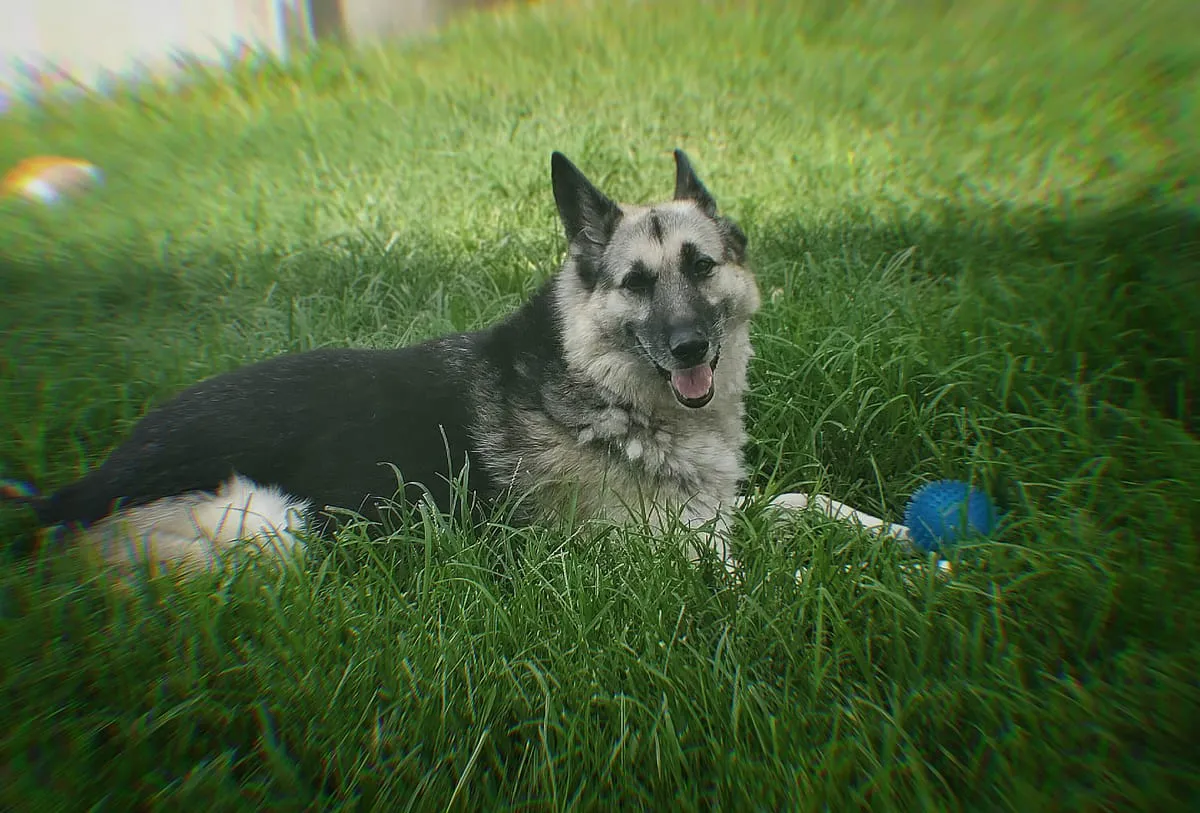 Shadow, a member of the pet family