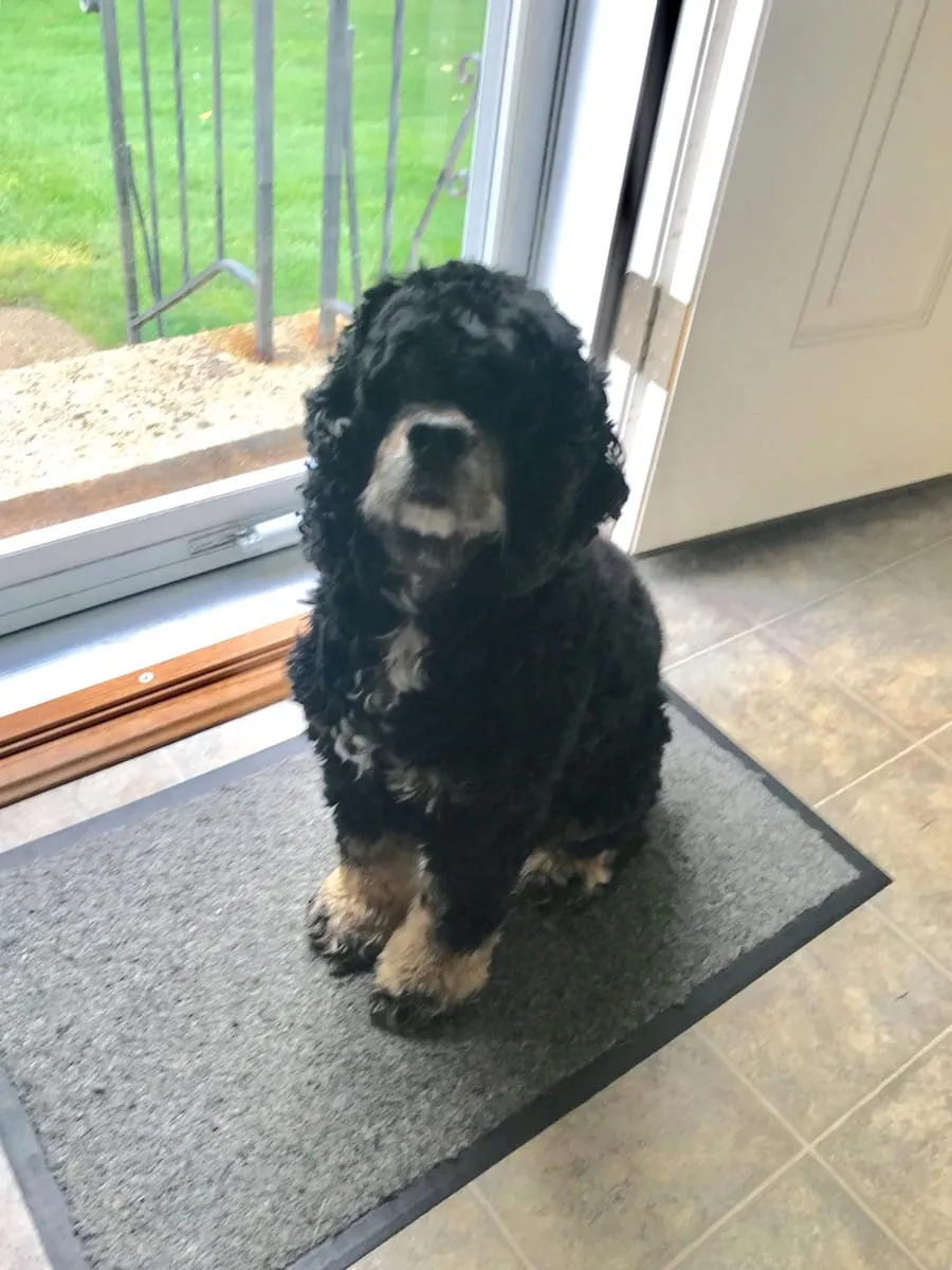 Shelby, a member of the pet family