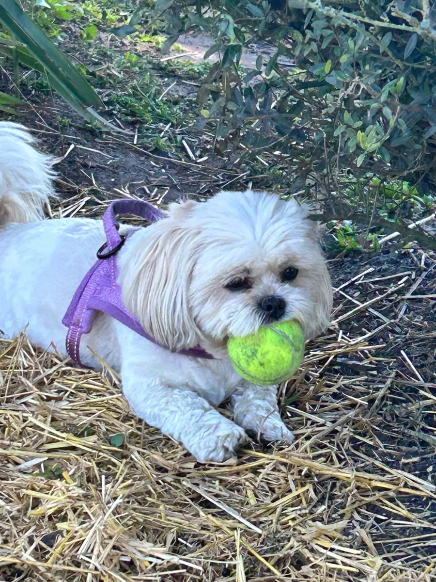 Stella, a member of the pet family