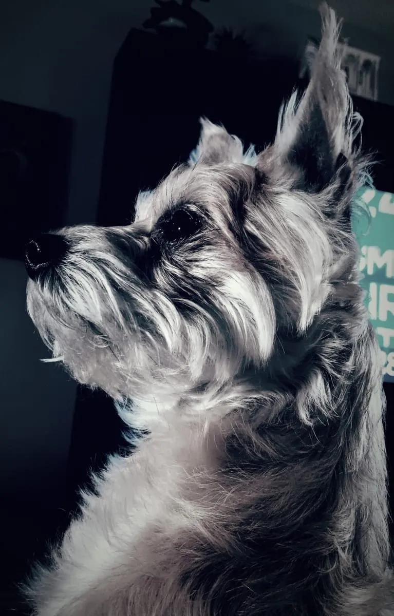 Teddy, a member of the pet family