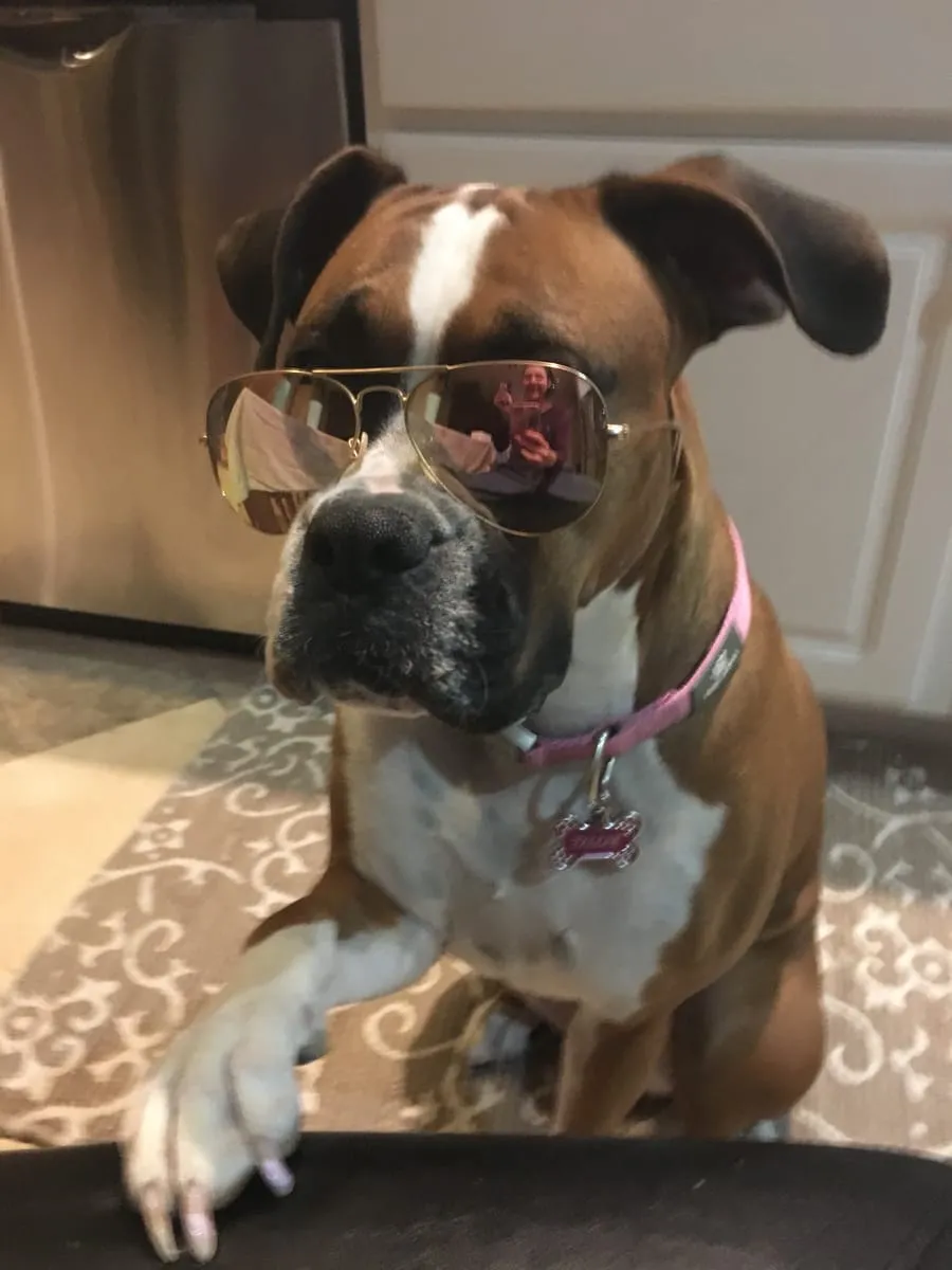 Tillie, a member of the pet family