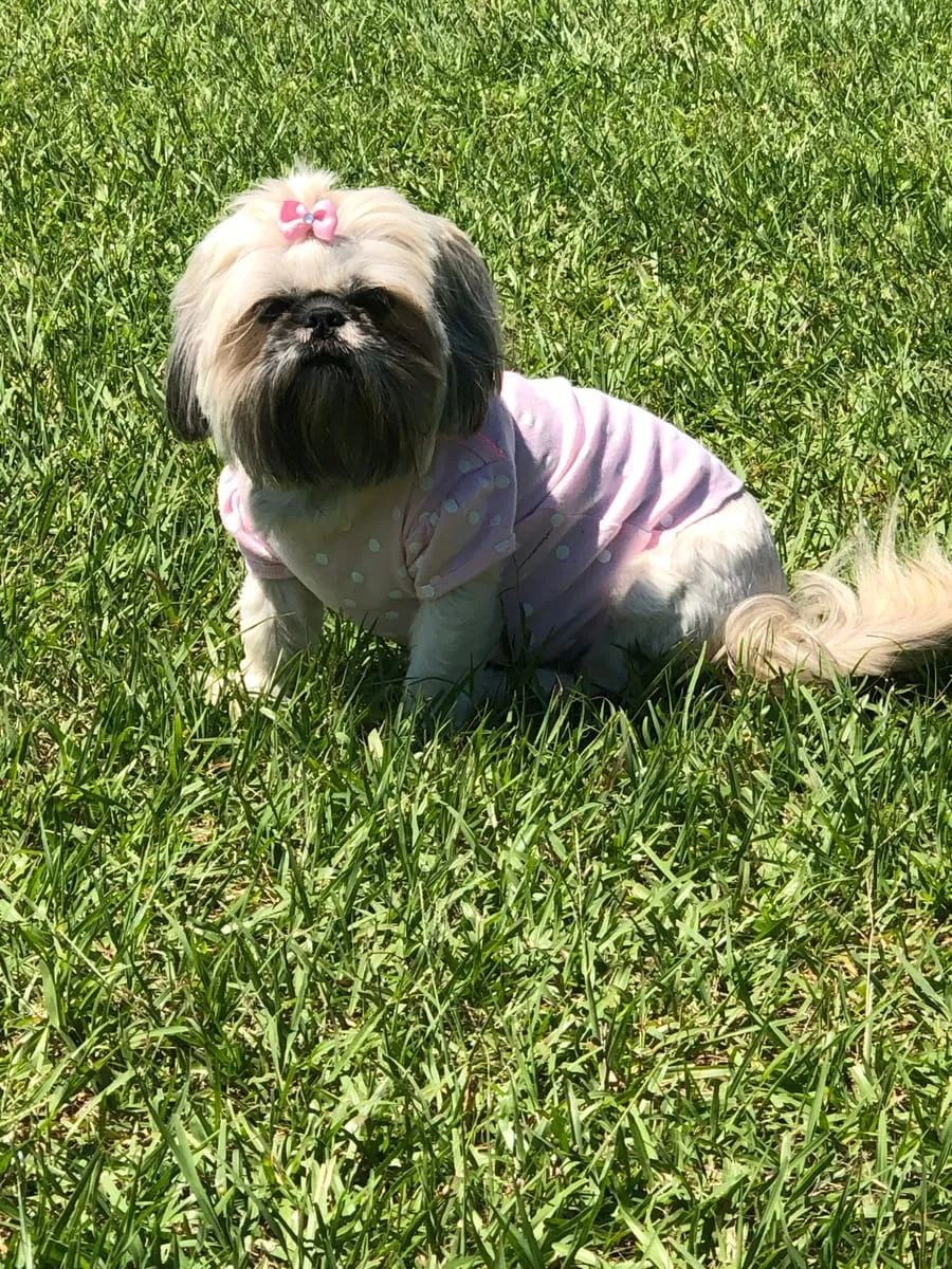 Tilly, a member of the pet family